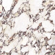 120x120 porcelain stoneware with purple veins, gloss finish A4H841 Calakatta Wiola #7